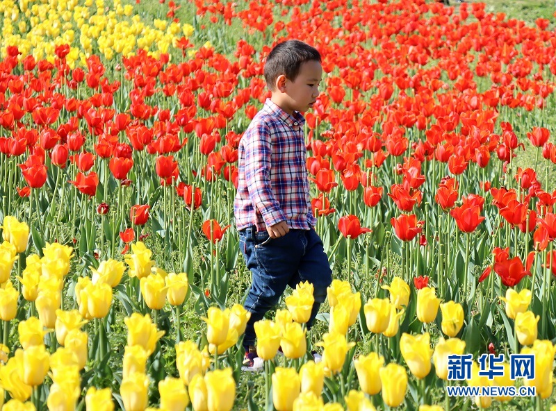 湖北宜昌：花開滿園醉遊人 “美麗經濟”富村民