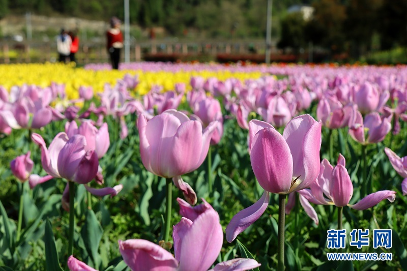 湖北宜昌：花開滿園醉遊人 “美麗經濟”富村民