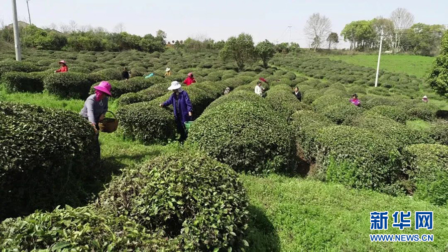 湖北孝昌：以茶為媒 創意農旅促振興