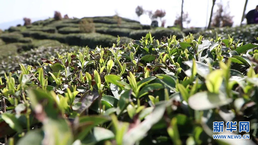 湖北孝昌：以茶為媒 創意農旅促振興