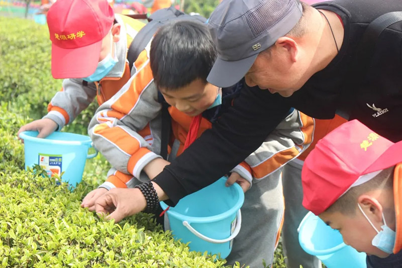 湖北隨州曾都：課堂“搬”進茶場 小學生感受茶文化