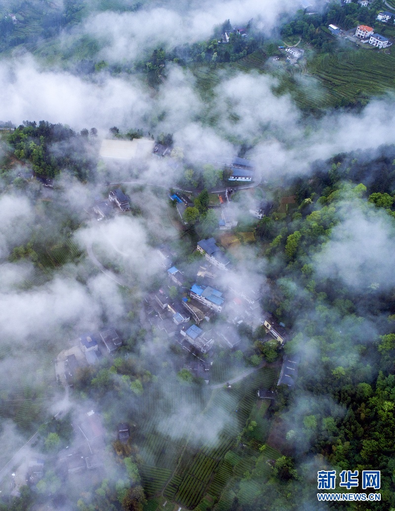 湖北恩施：白雲深處 茶鄉如畫