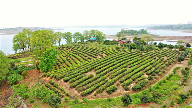 【湖北】荊門漳河新區：明前春茶香 茶場採茶忙