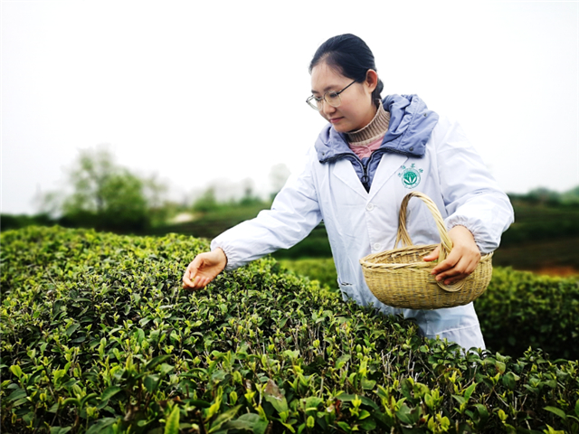 【湖北】荊門漳河新區：明前春茶香 茶場採茶忙