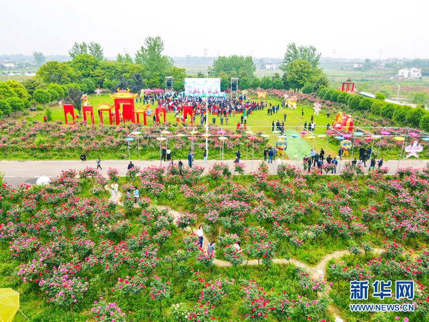 月季花開醉遊人 鄉村旅遊熱起來