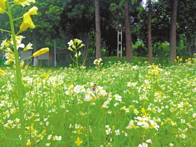 “變色龍”油菜花成特色園林景觀