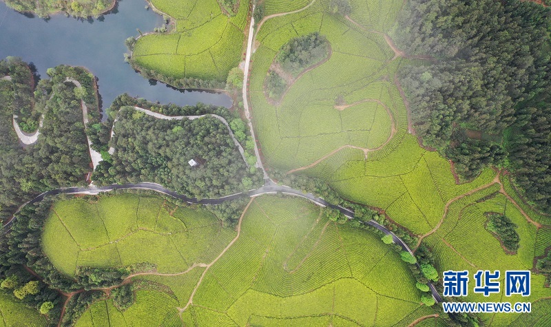 湖北鶴峰：茶海連天景如畫