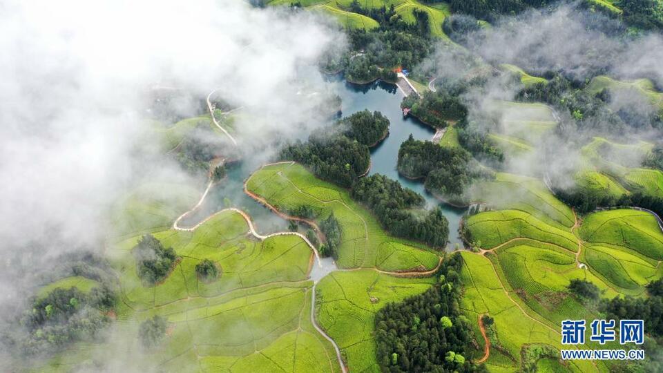 湖北鶴峰：茶海連天景如畫