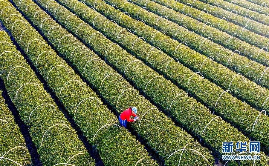 湖北大悟：萬畝茶園 生機盎然