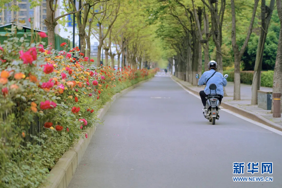 一腳踏進花海 60公里月季花路穿越武漢