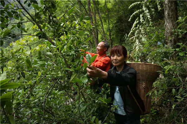 大山深處有好茶——小神農架野茶重生記_fororder_03