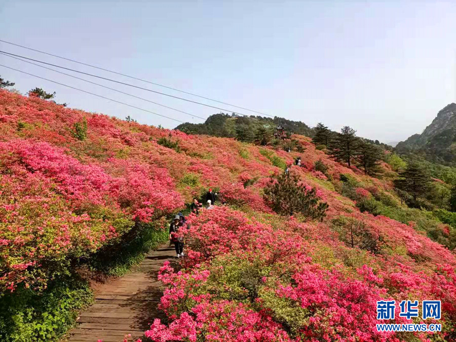 五一假期 湖北麻城龜峰山風景區杜鵑花海醉遊人