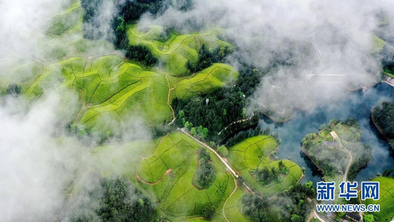 湖北鶴峰：茶海連天景如畫