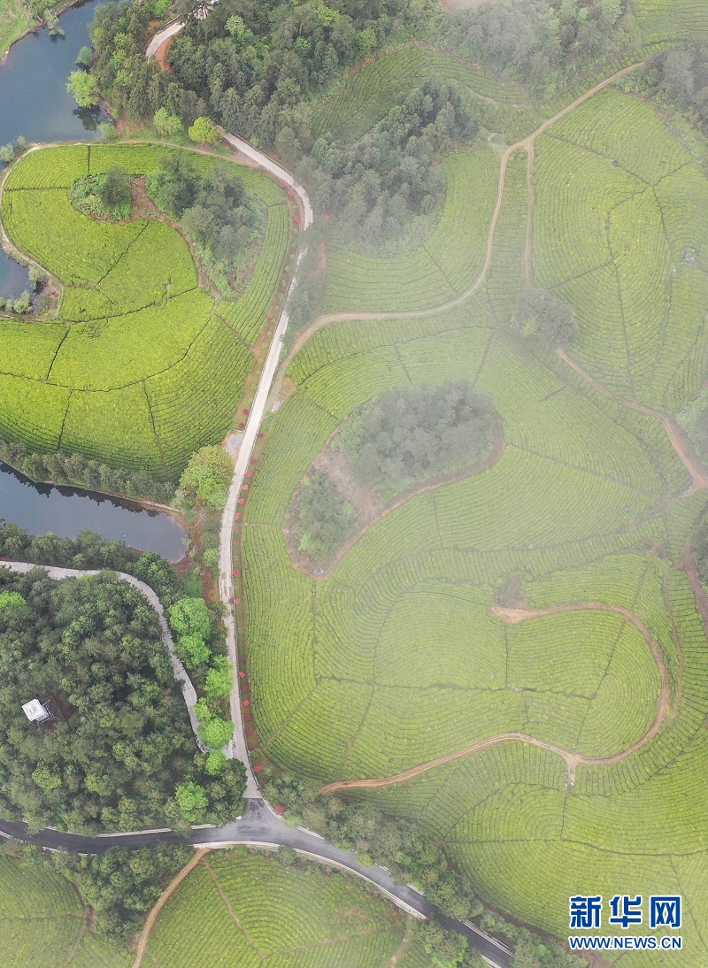 湖北鶴峰：茶海連天景如畫