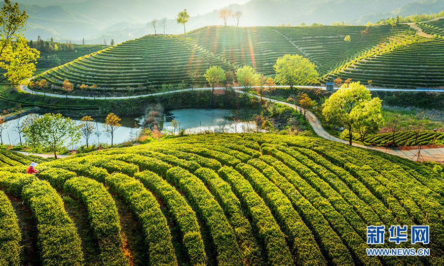 湖北大悟：萬畝茶園 生機盎然