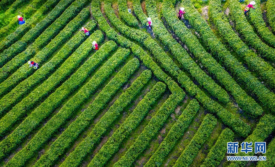 湖北大悟：萬畝茶園 生機盎然