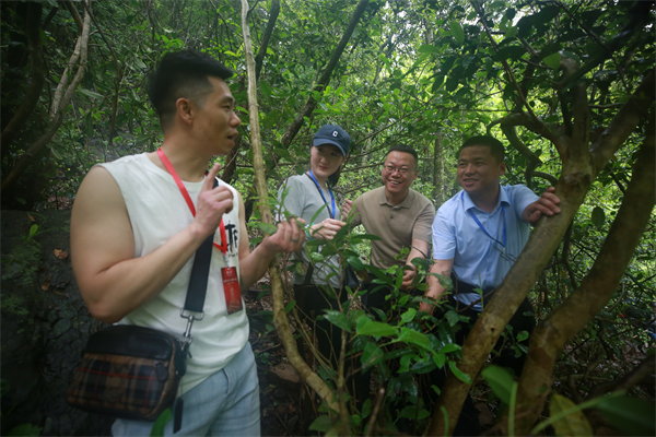 茶企經銷商代表考察湖北巴東野茶基地_fororder_圖片1