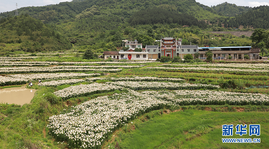 湖北通山：百合花開迎客來