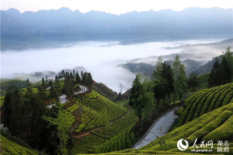 湖北鶴峰：萬畝生態茶園美景如畫