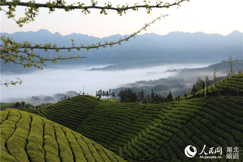 湖北鶴峰：萬畝生態茶園美景如畫