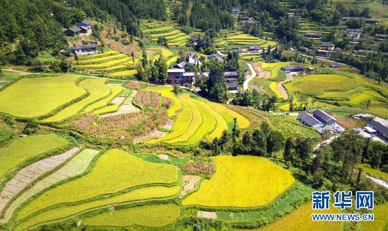 湖北宣恩：美麗田園成為網紅打卡點