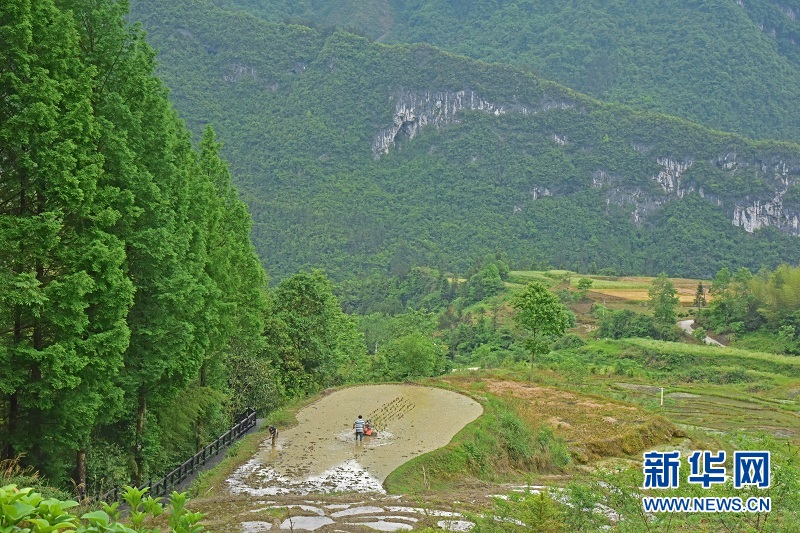 湖北宣恩：美麗田園成為網紅打卡點