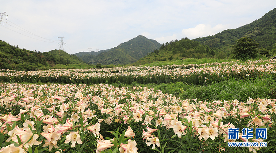 湖北通山：百合花開迎客來