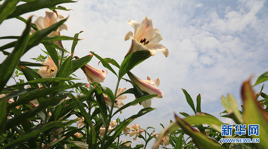 湖北通山：百合花開迎客來