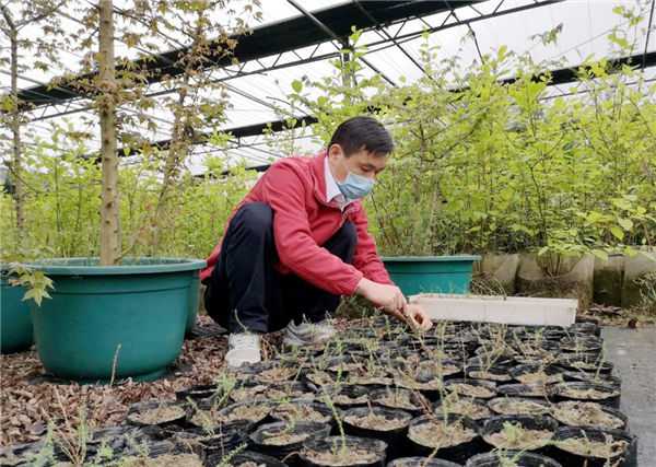 OK【湖北】三峽集團再次實現瀕危植物疏花水柏枝種子繁育