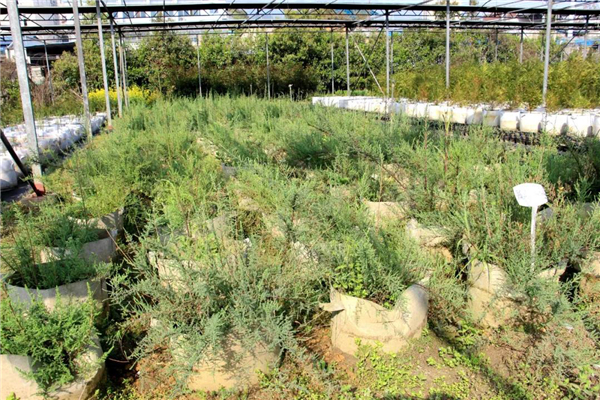 OK【湖北】三峽集團再次實現瀕危植物疏花水柏枝種子繁育