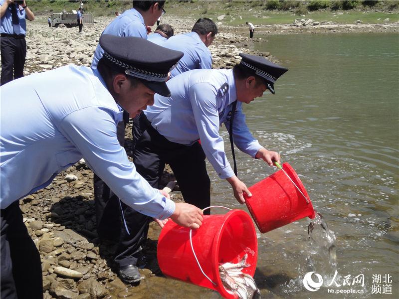 湖北鄖西放流魚苗8萬尾 修復漢江生態環境