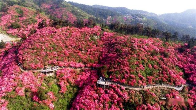 春日無限好——探訪武漢黃陂區部分景區恢復開園情況