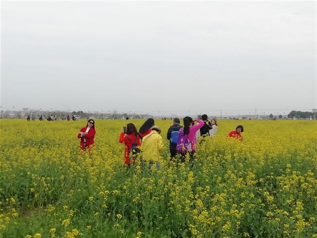 黃金花海任你遊 知音故里蔡甸消泗油菜花節開幕