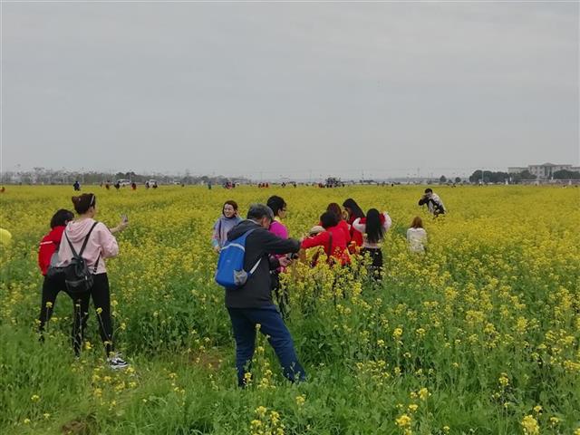 黃金花海任你遊 知音故里蔡甸消泗油菜花節開幕