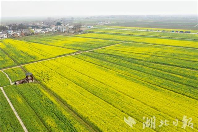 蔡甸萬畝油菜花海等你來