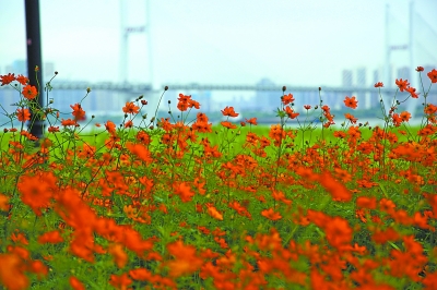 初夏漢口江灘仍可觀花海