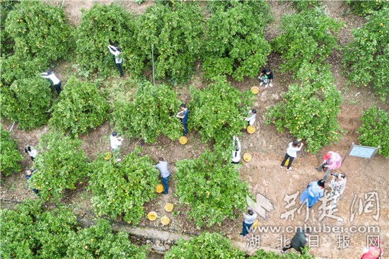 秭歸夏橙熟了 開園當天成交訂單1400萬元