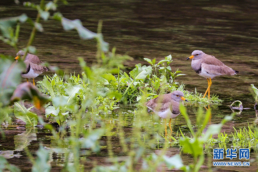 湖北宣恩貢水河濕地公園發現國家保護瀕危珍貴鳥類灰頭麥雞