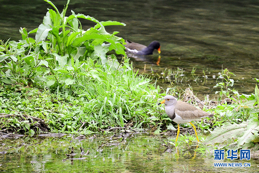 湖北宣恩貢水河濕地公園發現國家保護瀕危珍貴鳥類灰頭麥雞