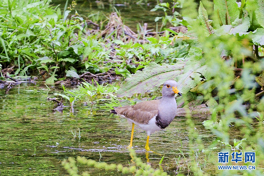 湖北宣恩貢水河濕地公園發現國家保護瀕危珍貴鳥類灰頭麥雞