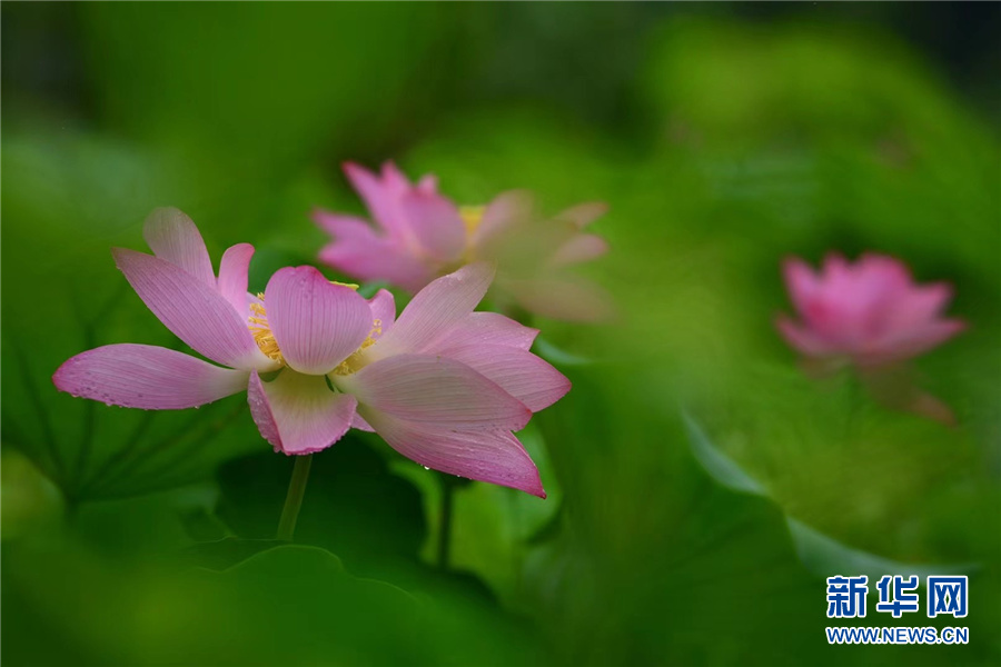 武漢：蜂鳥舞翩躚 清塘荷韻生態美