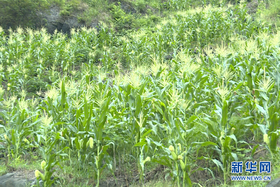 走進鄉村看小康｜富硒資源讓荒山由“空”變“滿”