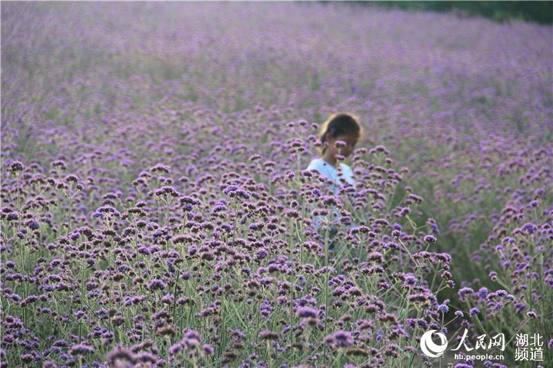 湖北鄖陽：節日賞花正當時