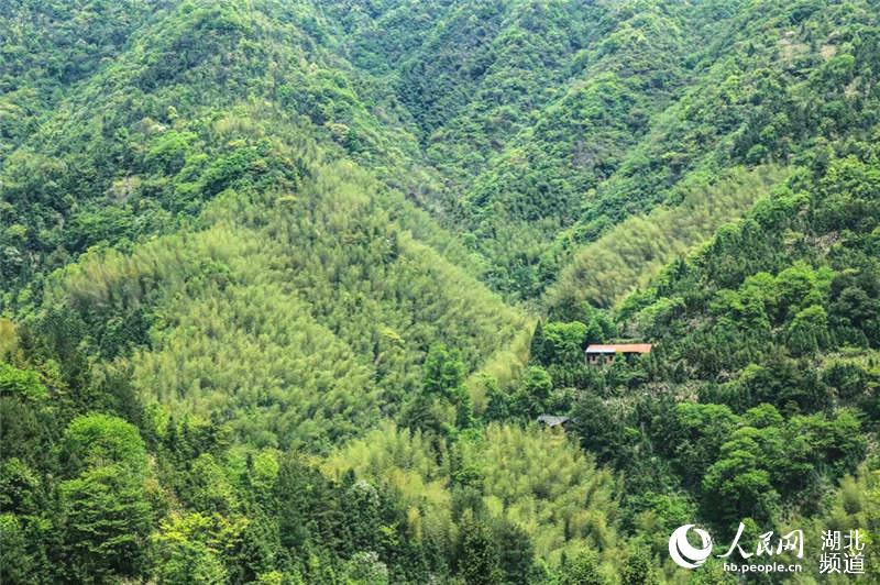 湖北通山：綠水青山入畫來