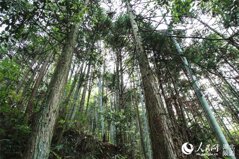 湖北通山：綠水青山入畫來