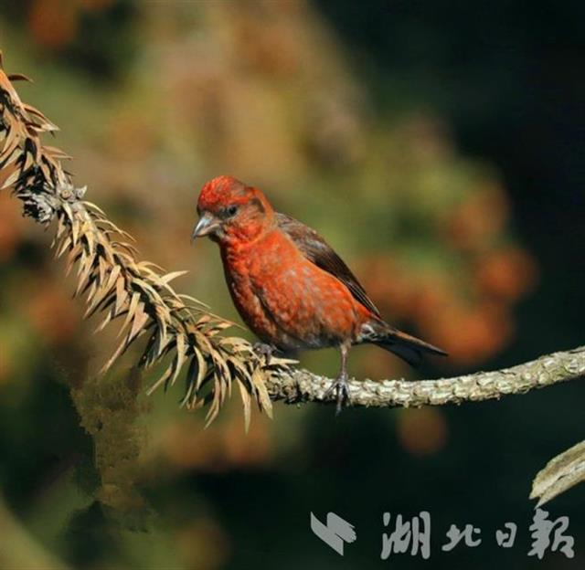 谷城薤山發現珍稀鳥種——紅交嘴雀