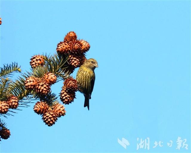 谷城薤山發現珍稀鳥種——紅交嘴雀