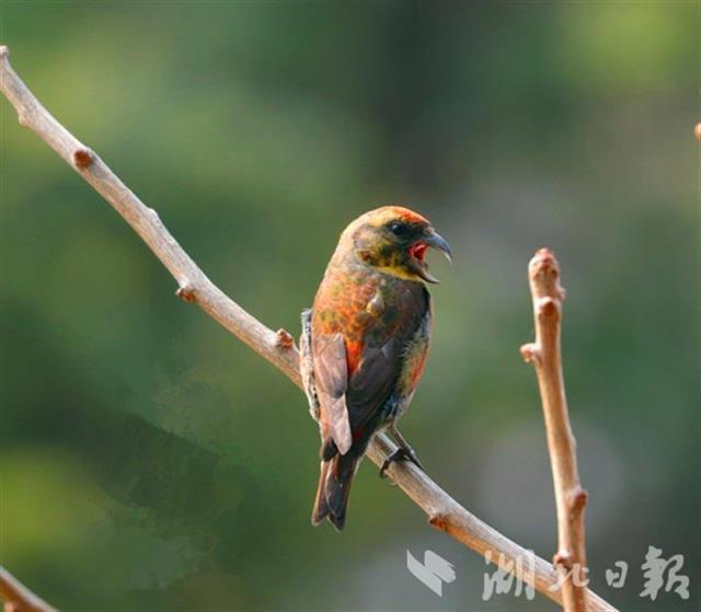 谷城薤山發現珍稀鳥種——紅交嘴雀