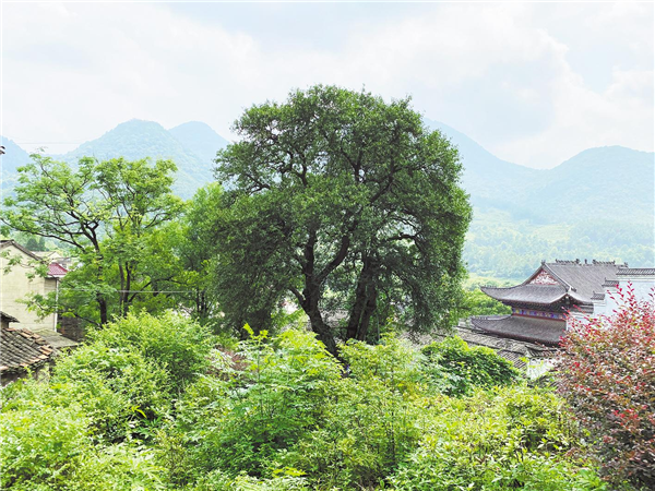 黃桃＋葡萄＋古村落＋好風景 大冶金湖街崛起農旅産業帶_fororder_01