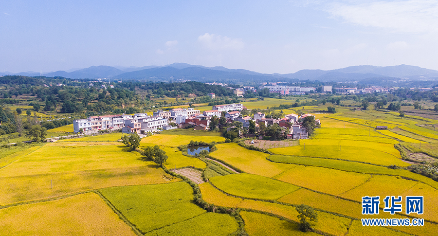 大別山秋色壯美 山色蔥蘢遍地黃